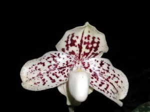 Image of Paphiopedilum leucochilum 1